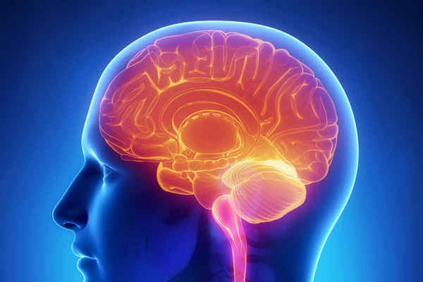 Cerveau humain : Stockage 10 fois plus important