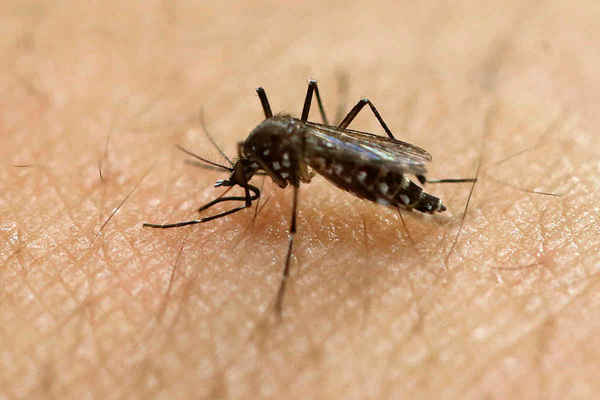 Le nouveau virus Zika arrive-t'il bientôt en France ?
