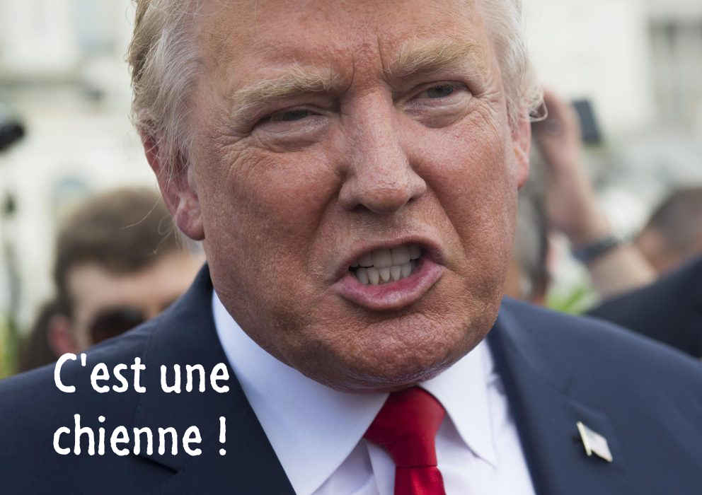 Une chienne