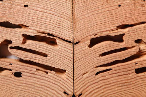 État relatif à la présence de termites