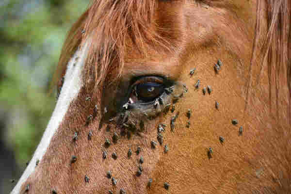 prendre-la-mouche-signification-et-origine