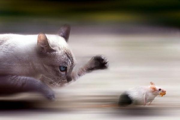 Être fait comme un rat