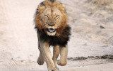 Citations lion